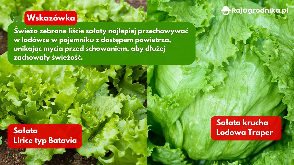 Sałaty-do-uprawy-w-ogrodzie-warzywnym-blog-sklep-rajogordnika